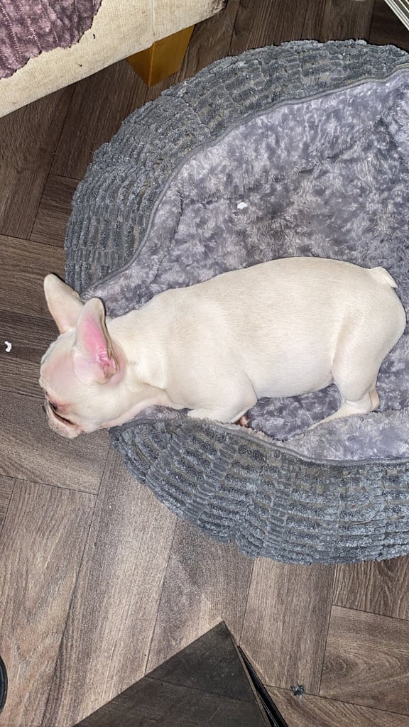 Frenchie pups for sale 