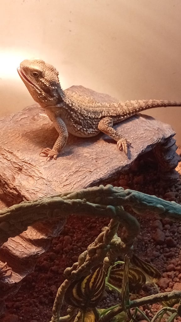 Young bearded dragons. 