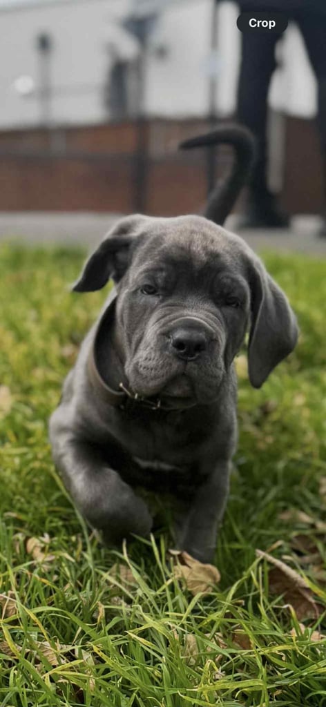 Active 33m ago Pure Blue Cane Corso Puppy - Rocco's Bloodline