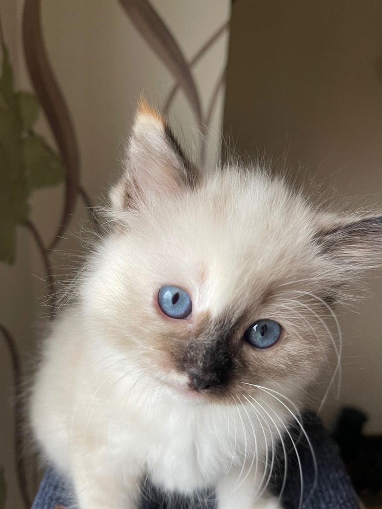 Ragdoll Kittens pedigree purebred 