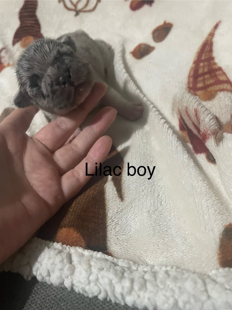 French bulldog puppies