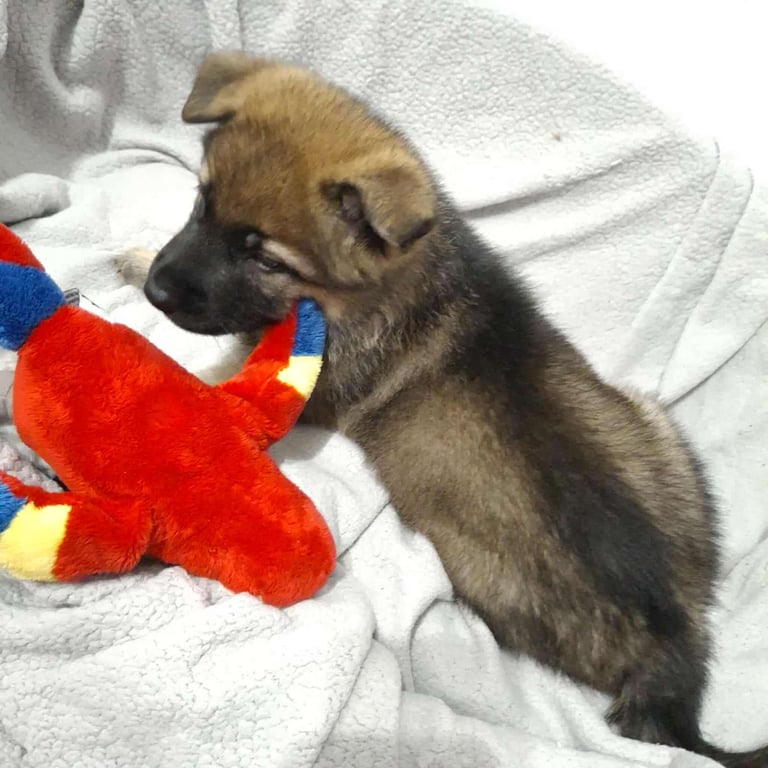 *Ready Now* German Shepherd Pups