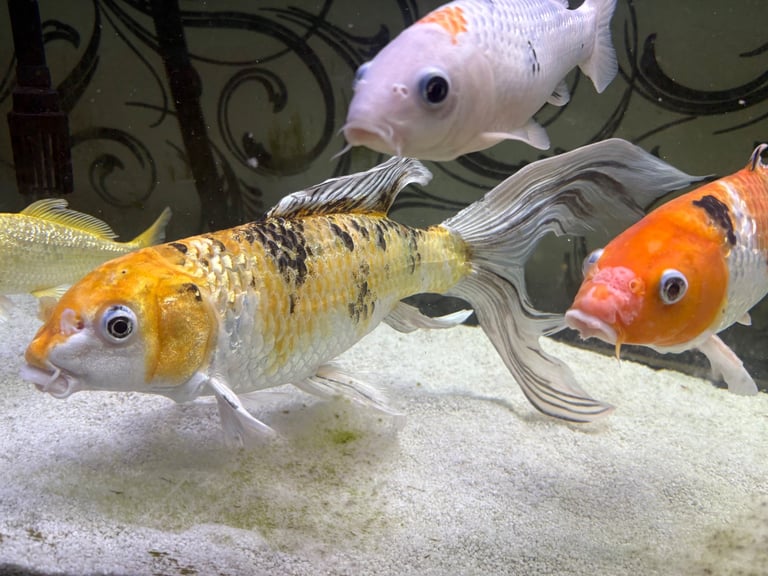Fish tank and fish with cabinet