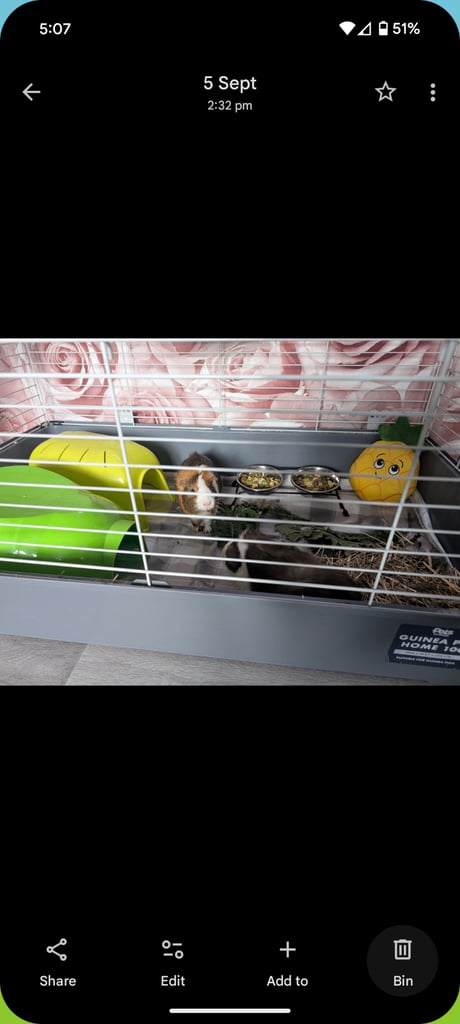 image for Guenia pigs with cage 