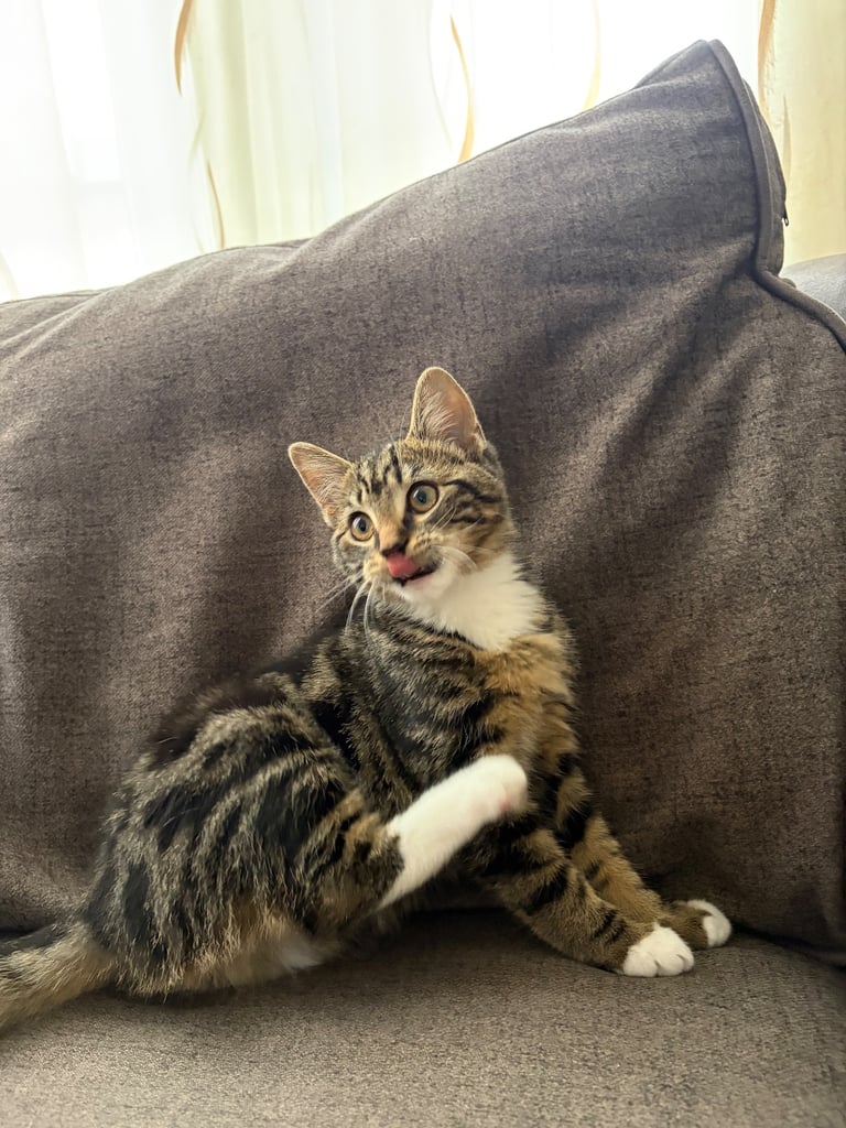 Kitten boy