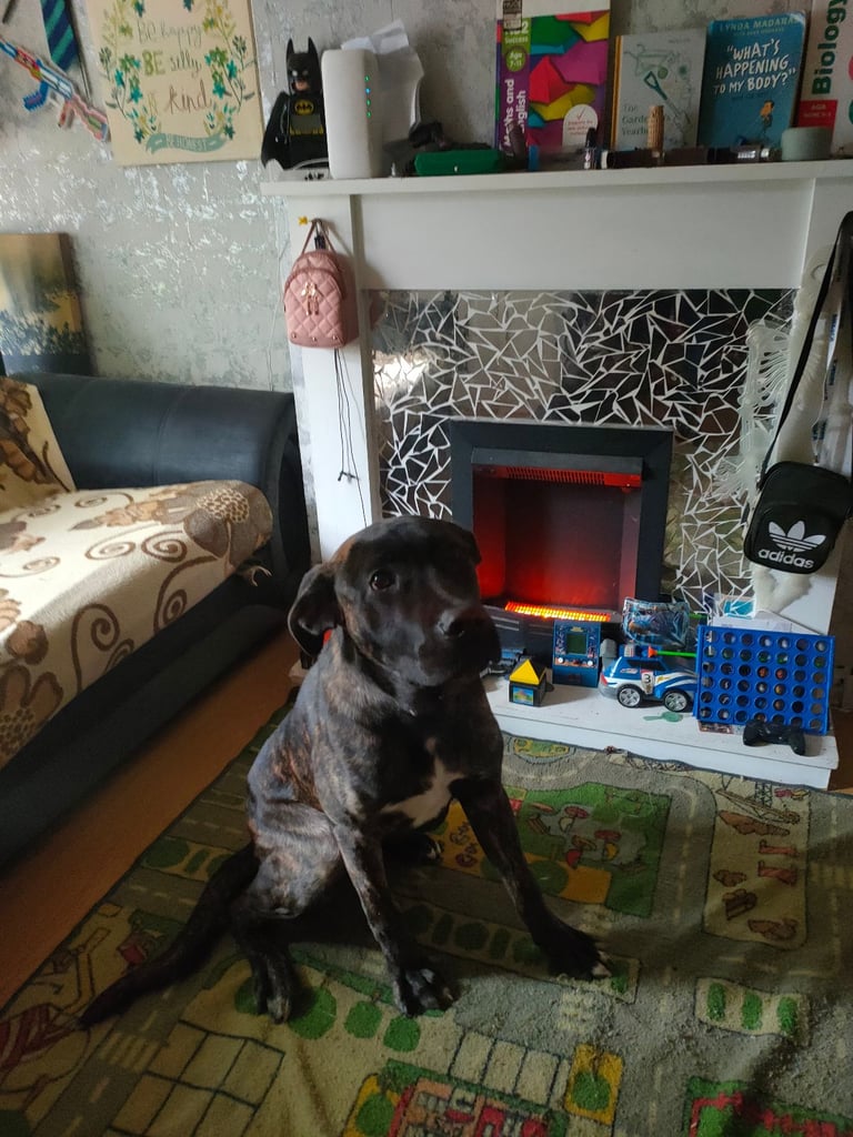 Young Guard Dog Malinois Mastiff