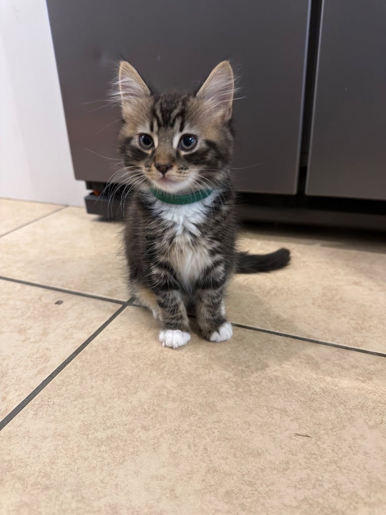 Kitten’s for sale