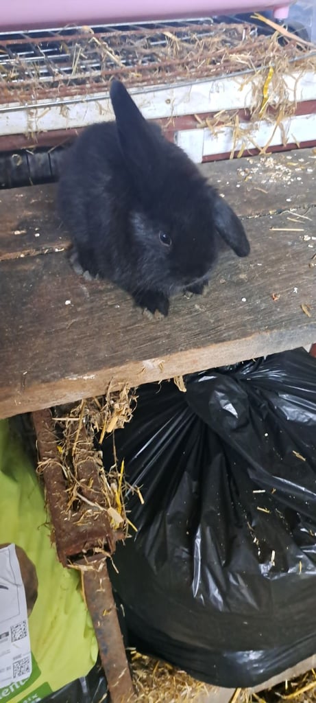 Baby mini lop bunnies 