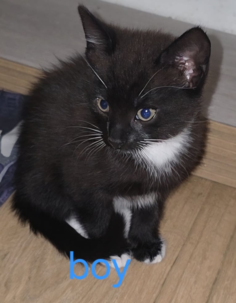 Kittens ready to leave now