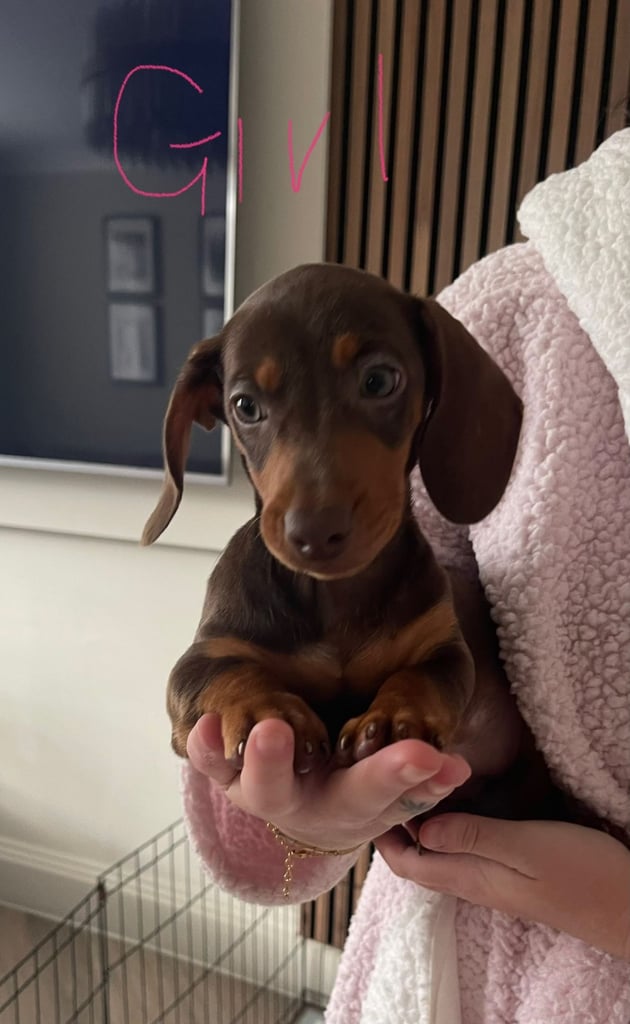 image for Miniature dachshunds 