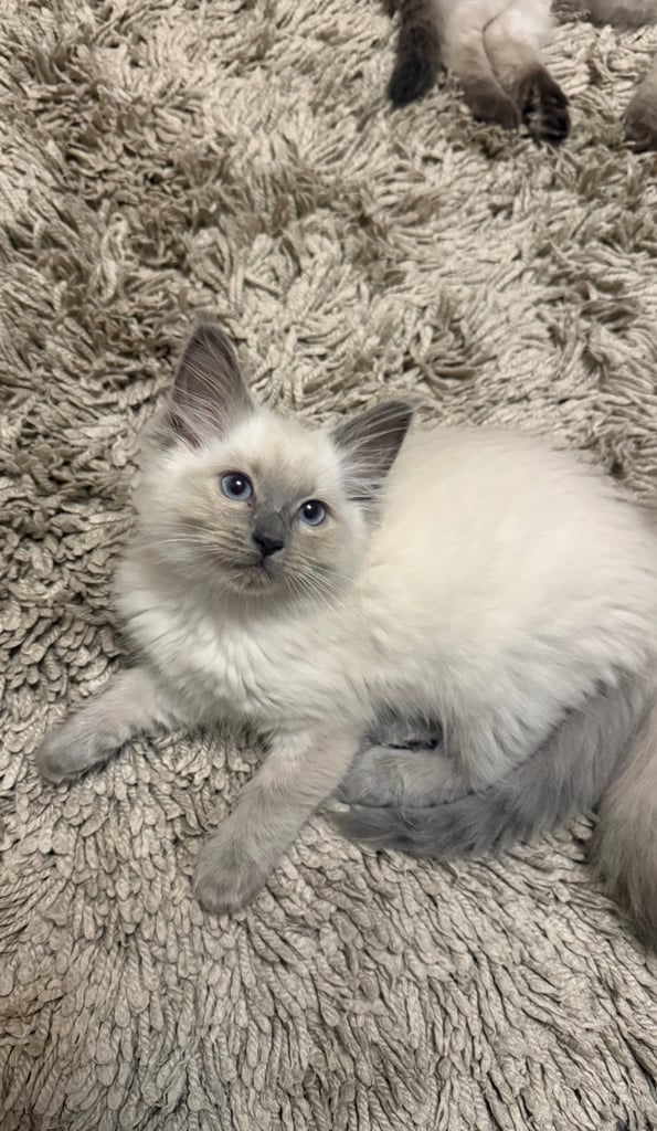 Ragdoll for sale 