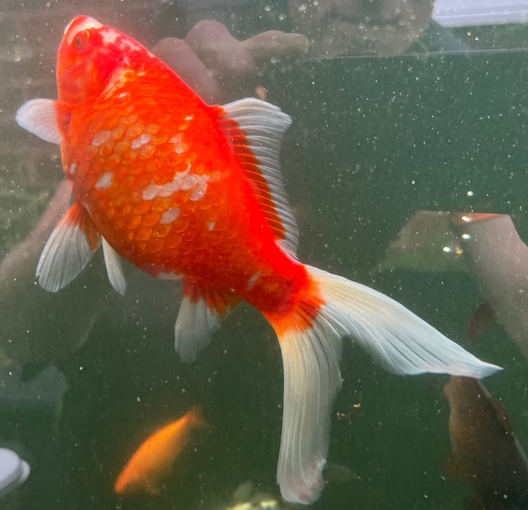 Goldfish & Rudd Job Lot £100, 100 Approx