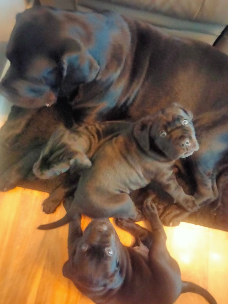 Cane Corso puppies black