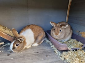 Two sister rabbits with hutch and accessories 