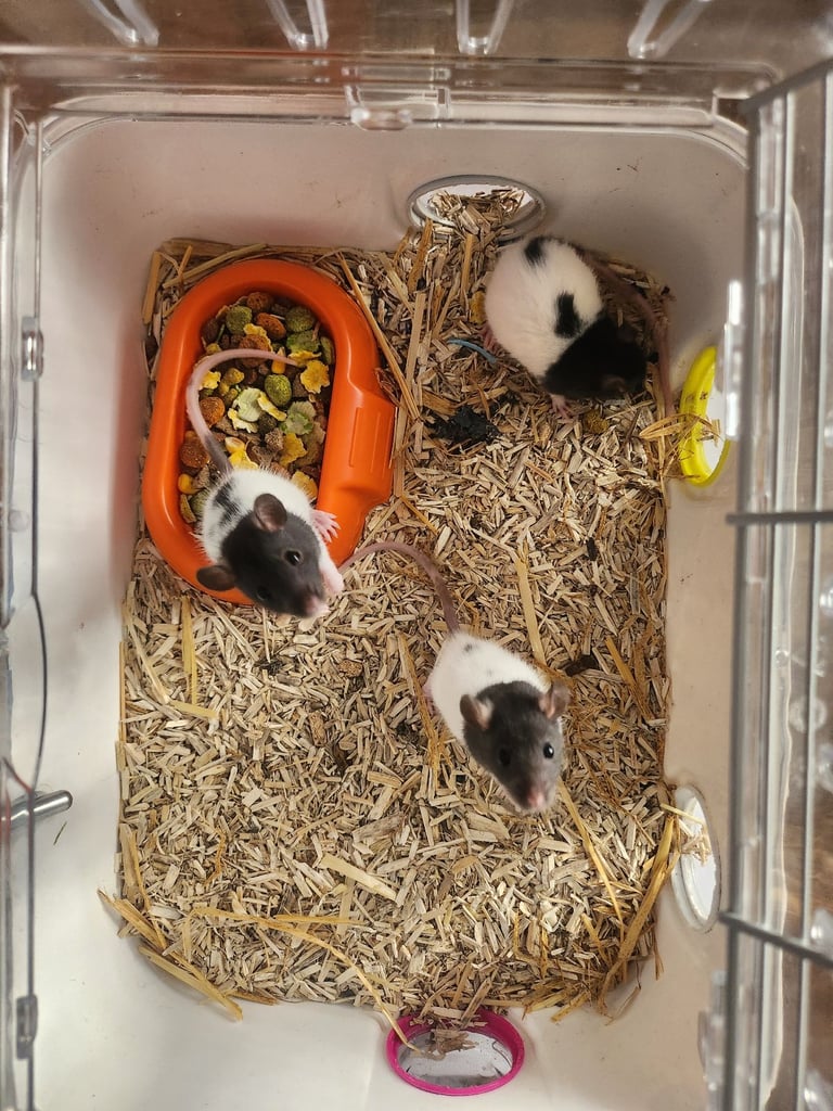 3 girls left Topeard&dumbos on way soon