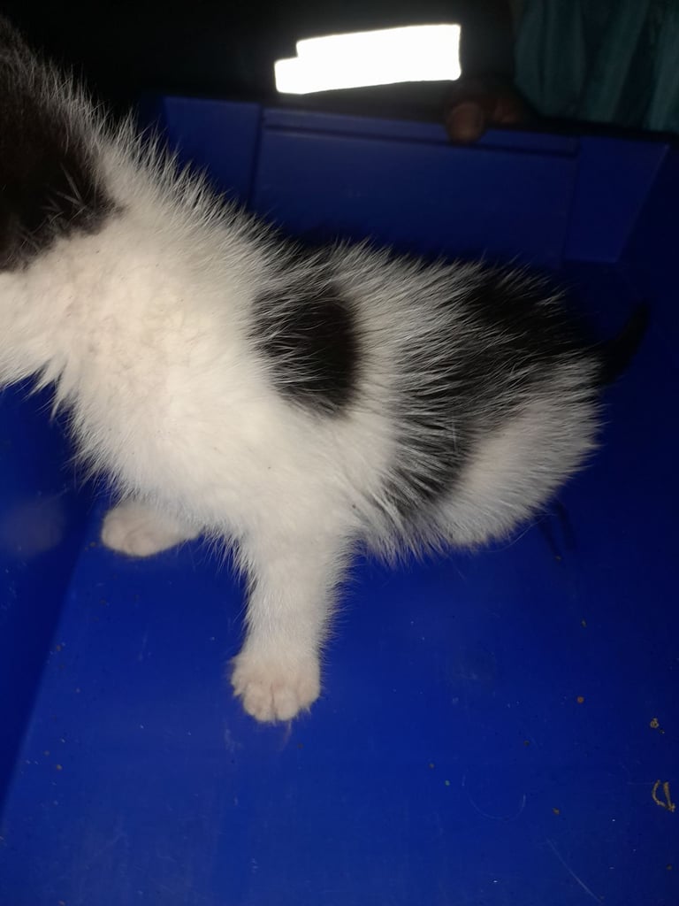 image for Turkish van kittens 