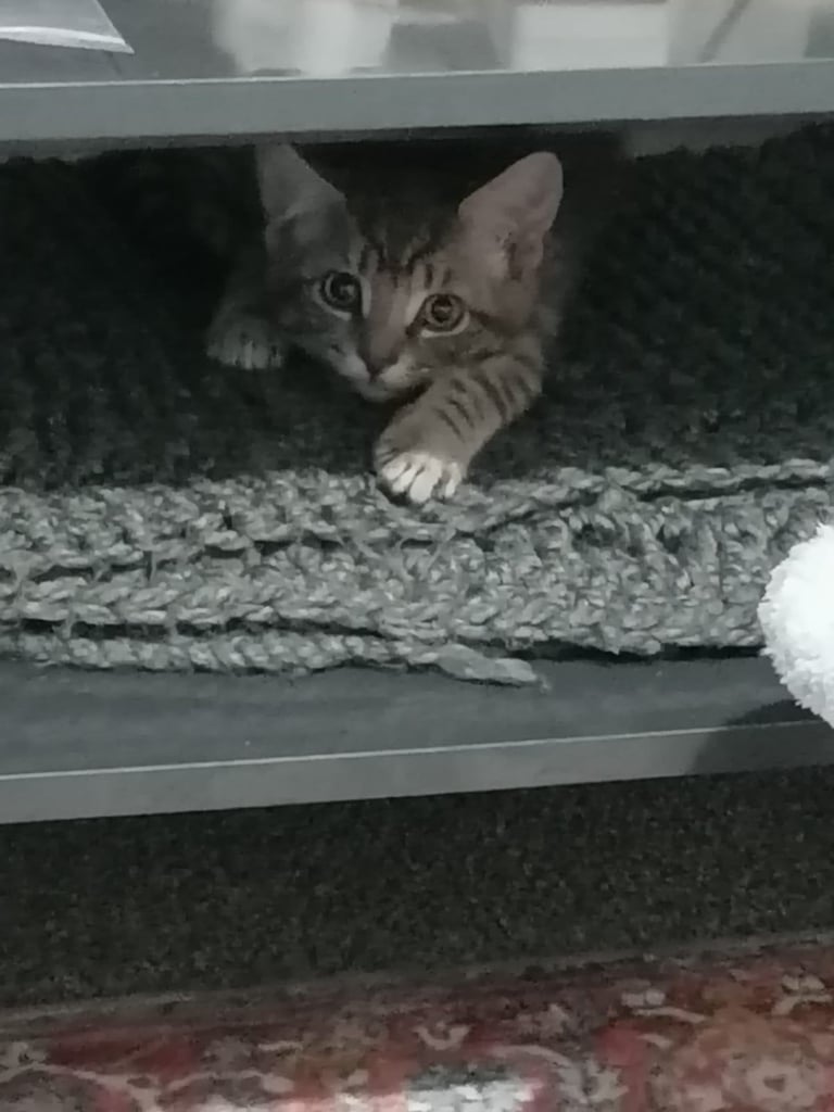 image for Lovely kitten