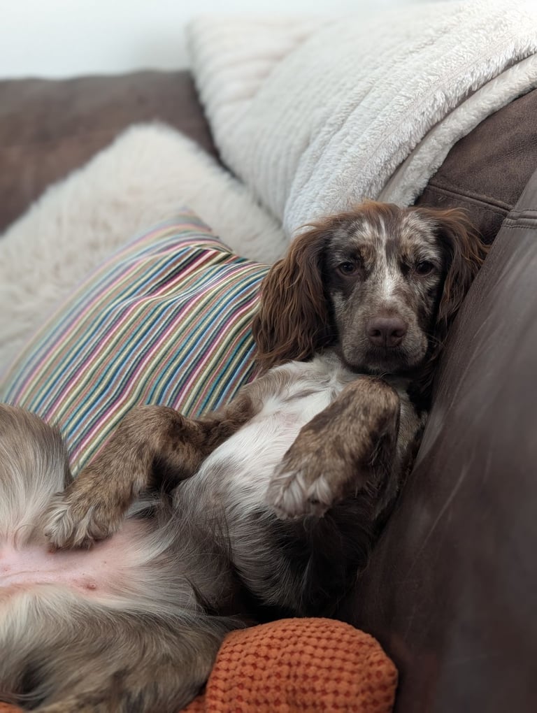 Cocker spaniel rehome