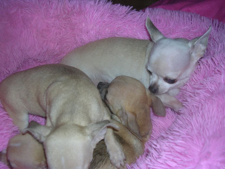 Full Breed Chihuahua puppies 1 Girl 2 Boys