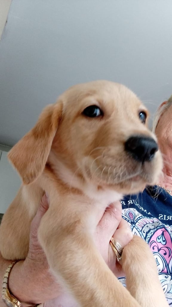 image for Beautiful female retriever puppy
