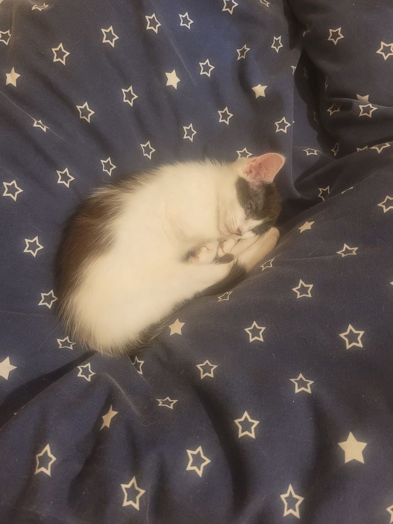 Kitten for sale urgent