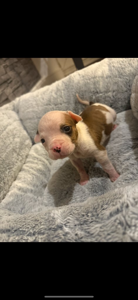 American bulldog puppies 