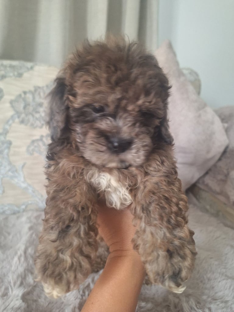 Shihpoo 