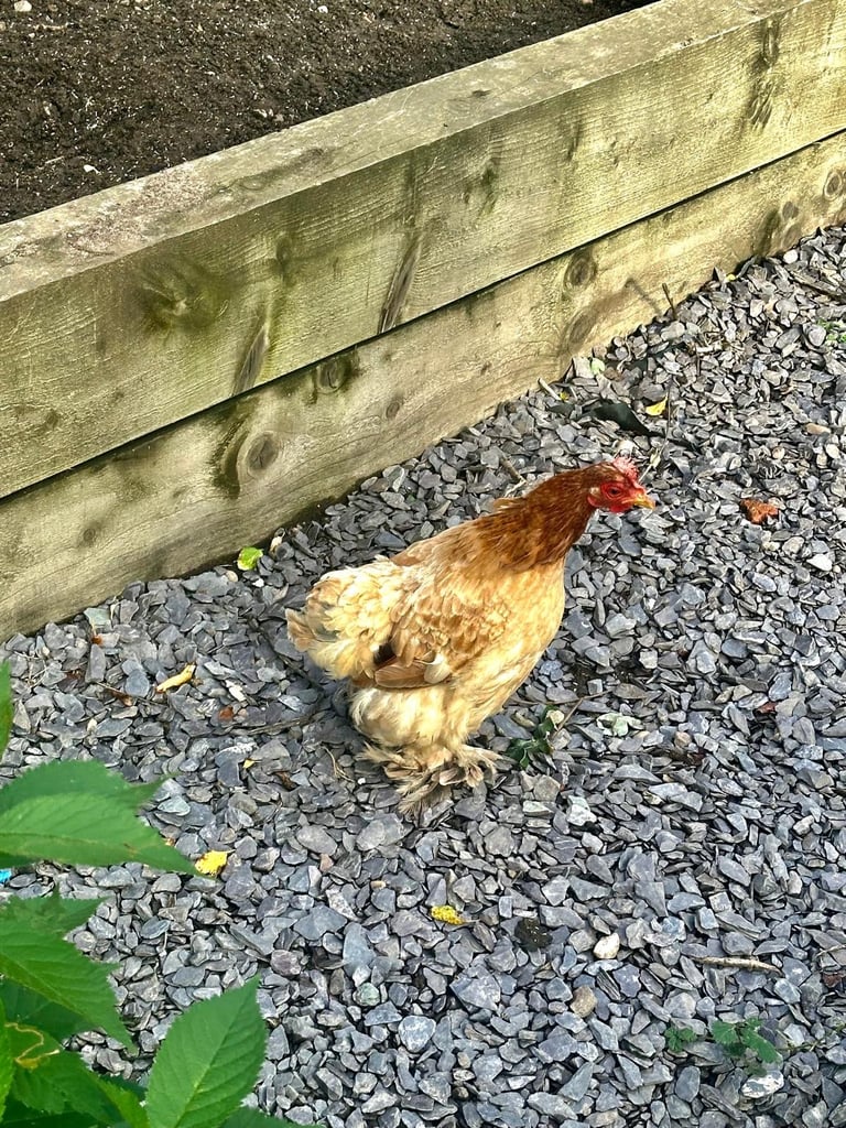 Rhode Island Red Chickens 