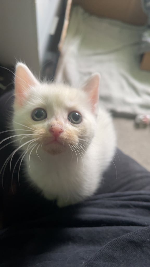 White, dilute calico kittens ready to go
