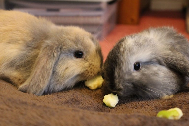 Baby mini lop rabbits