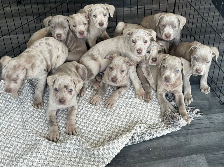 Cane corso pups