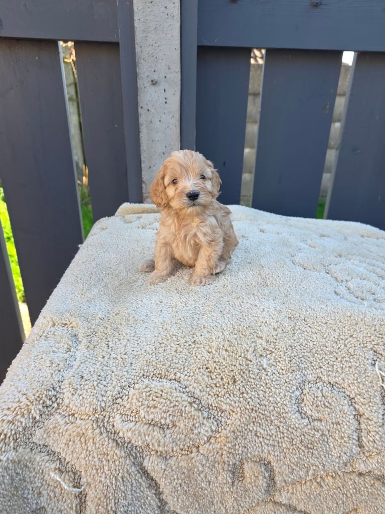 Cockerpoo puppies 