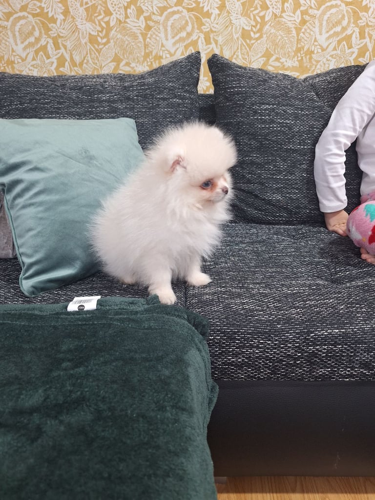  Beautiful  Teddy bear boy xs for sale 