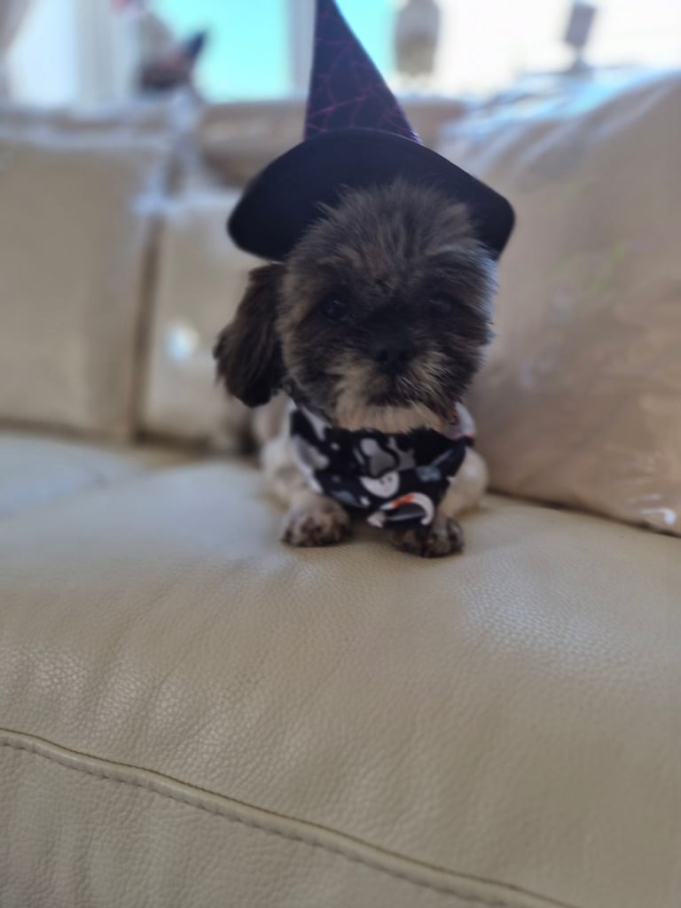Shih tzu puppies ready in 1 week