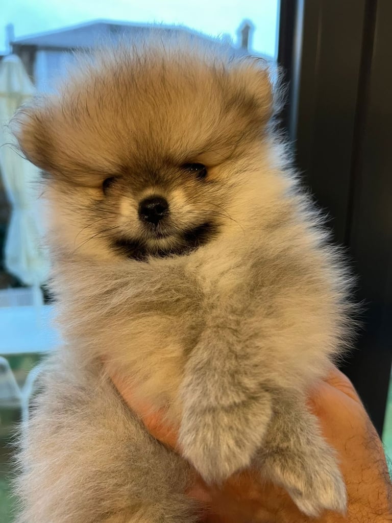 Two, 8 week old girl Pomeranian puppies for sale