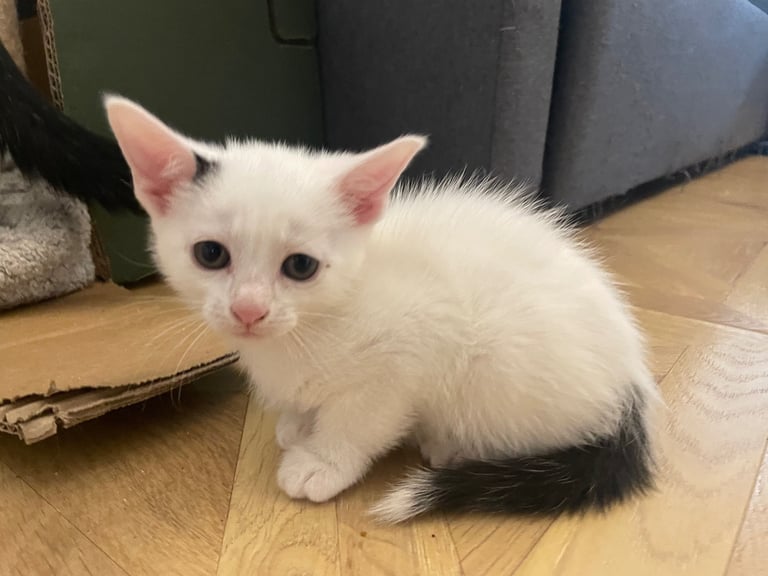 3 beautiful European mixed kittens 