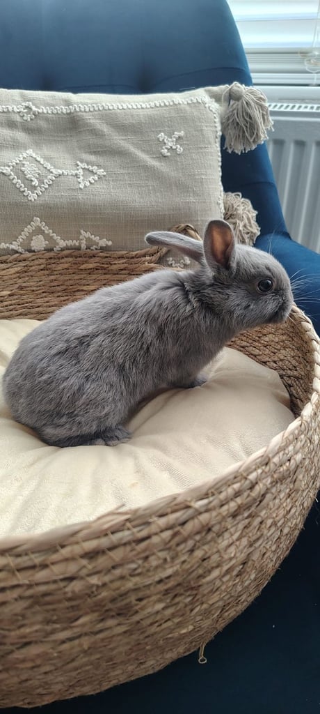 Beautiful plush minilop baby girl 