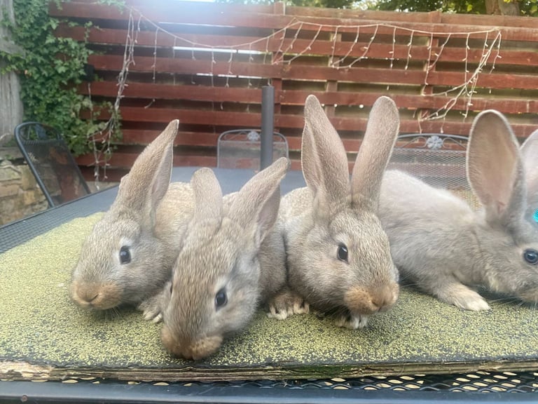 Baby continental giant rabbits