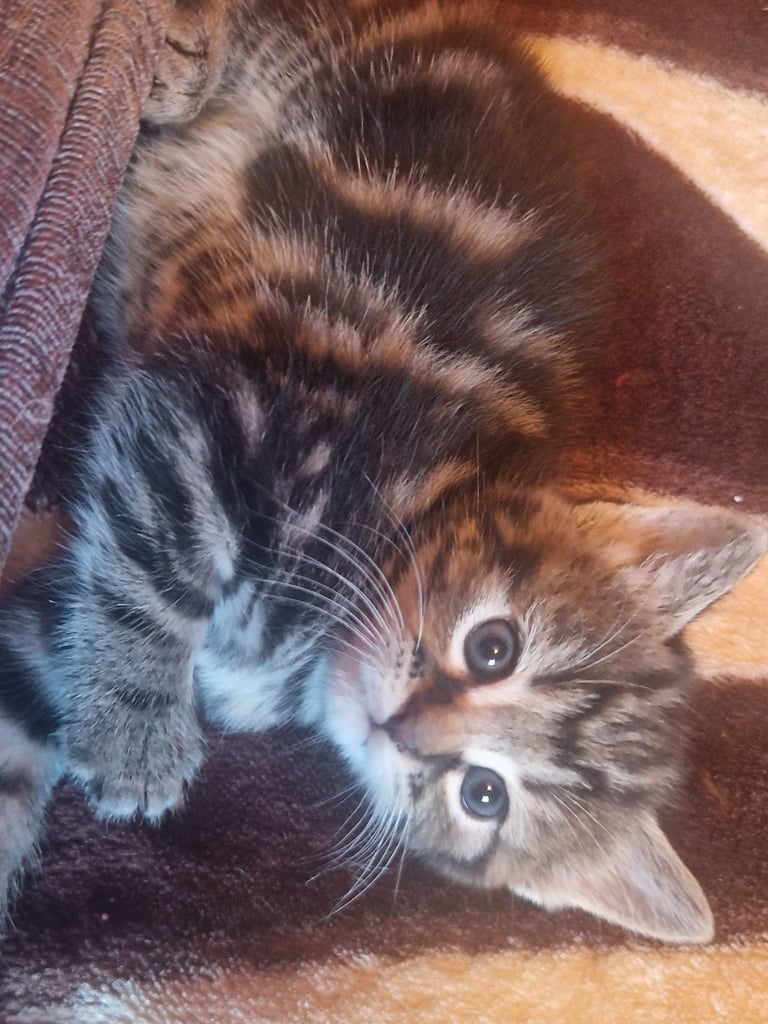 Kittens for sale