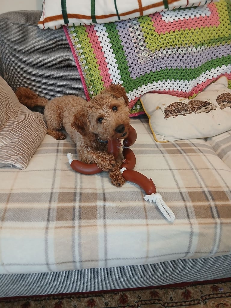 Cockapoo Male SOLD!!!