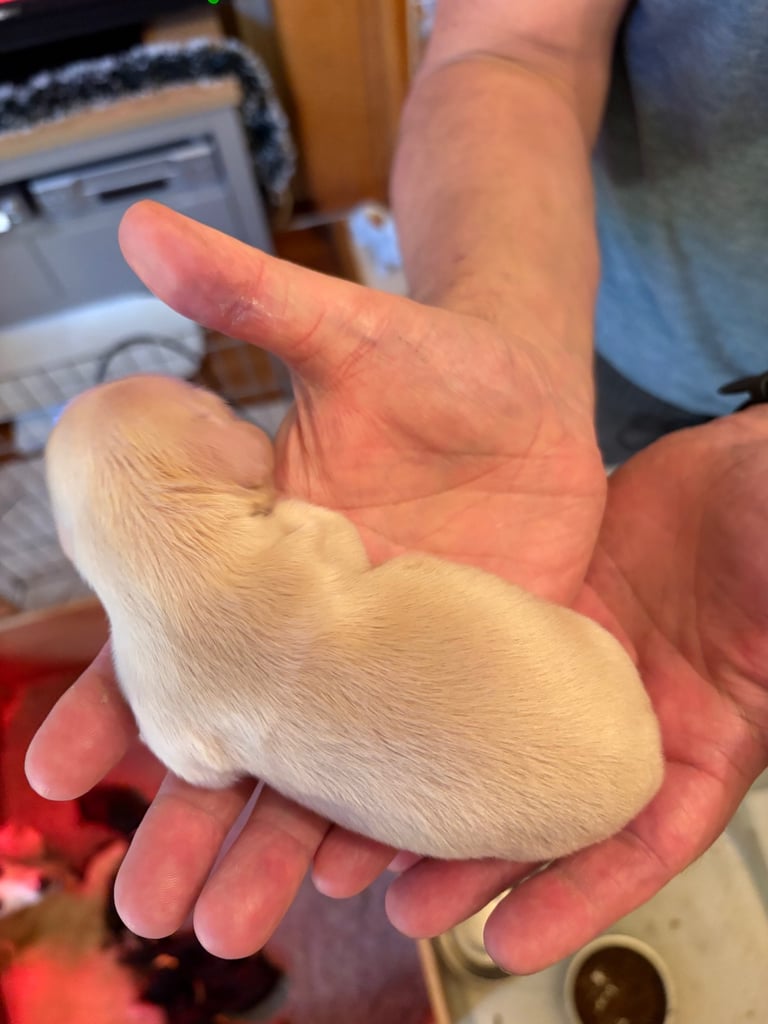 Miniature Long Haired Dachshund Puppies