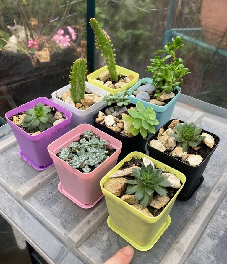 image for A variety of easy to care for plays in colourful pots 