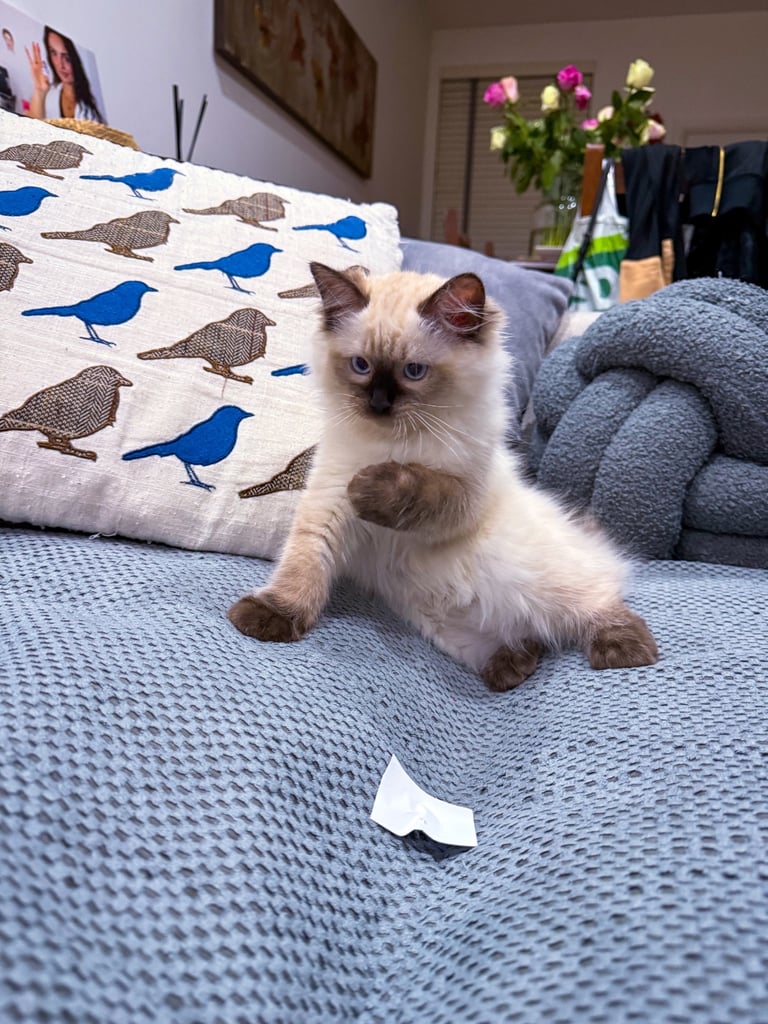 Beautiful Ragdoll Kitten - Last Boy Available (£700)