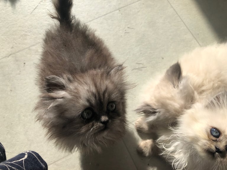 Stunning Persian kittens 