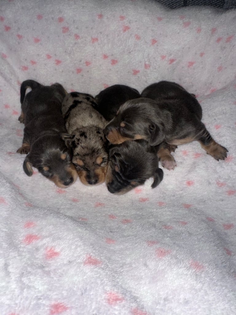 Kc reg Minature Dachshunds