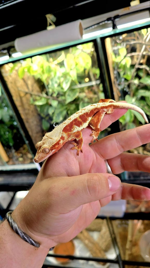 New Caladonian geckos Cresties, Chahoua, gargoyles, Eurydactylodes 