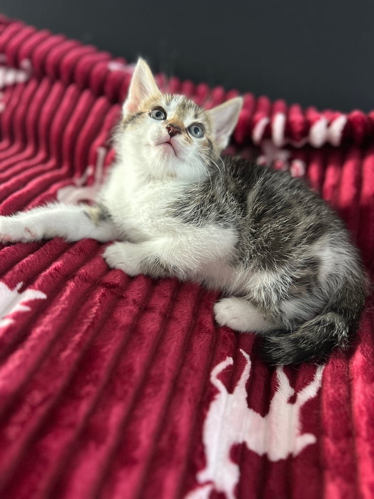 5 kittens (three left )