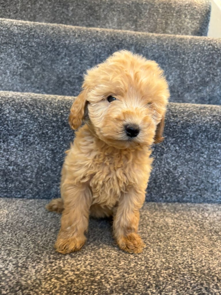 Coton noodle puppies ready now