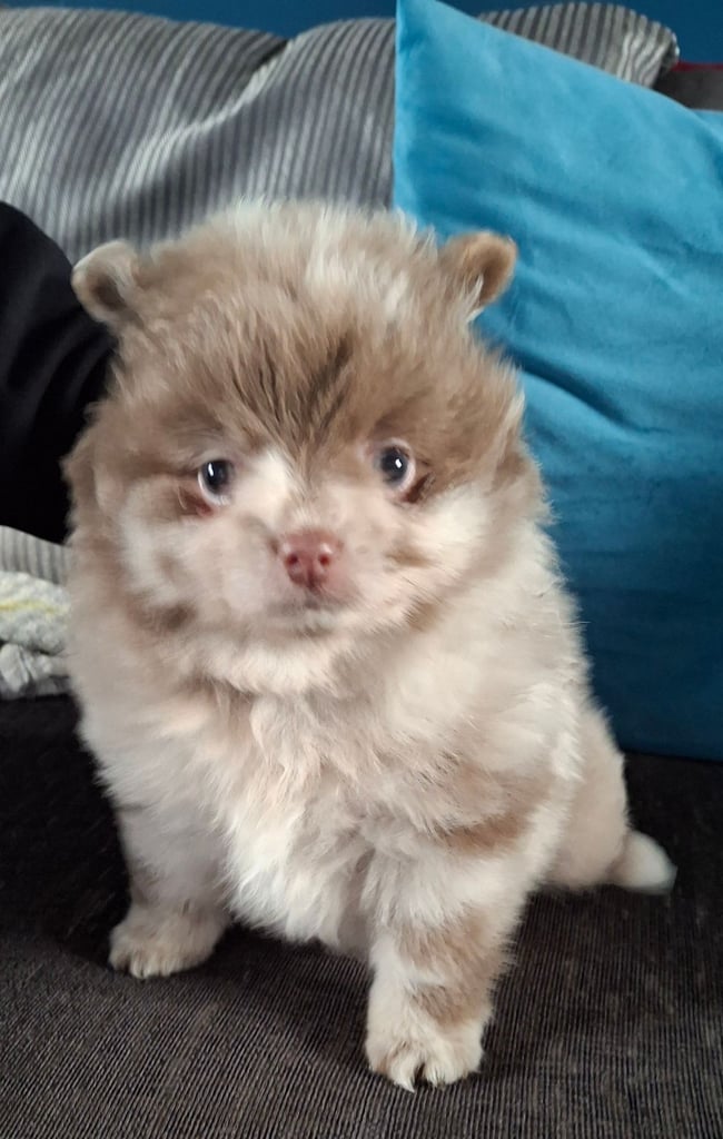 Pommeranian lavender merle bitch puppyREDUCED 