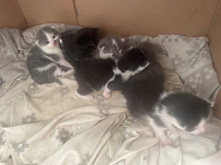 4 Kittens for sale